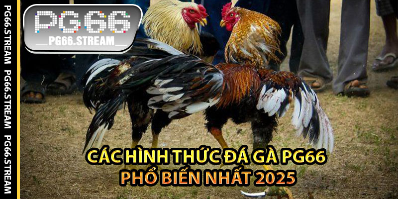 Các Hình Thức Đá Gà PG66 Phổ Biến Nhất 2025