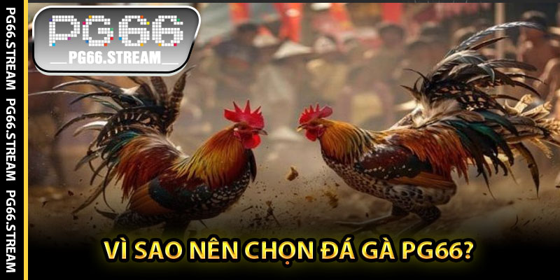 Vì Sao Nên Chọn Đá Gà PG66?